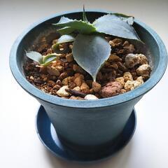 アガベ（子株）の画像