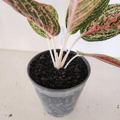 アグラオネマ　レガシーの画像