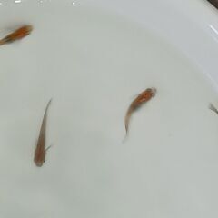 メダカ　　鳥城三色　　２ペアの画像