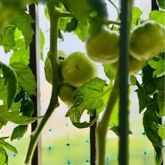 アロイトマト苗の画像