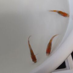 メダカ　　鳥城三色　　２ペアの画像