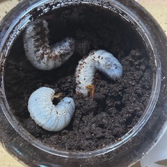 マルスゾウカブト 幼虫 3匹
