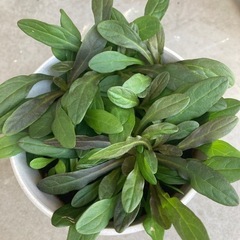 アジュガ　チョコレートチップ　鉢植え　花　植物　紫　グラウンドカバー　の画像