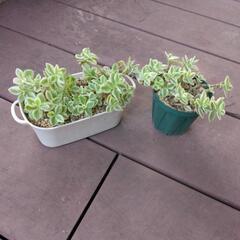 多肉植物の画像