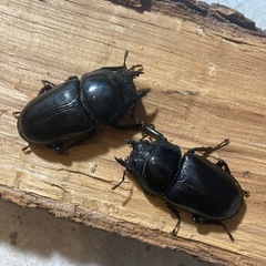 オオクワガタ81ペア　取引中❗️の画像