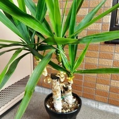 【観葉植物】青年の木　　ユッカの画像