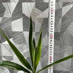 【観葉植物】青年の木　　ユッカの画像