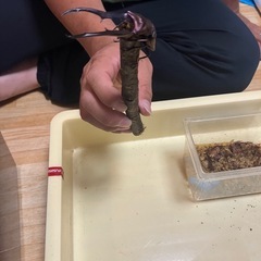 メタリフェルホソアカクワガタ 幼虫 雌雄判別不明   の画像