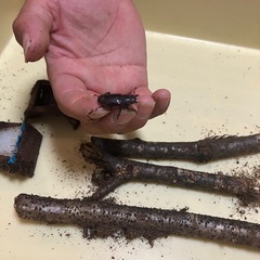 メタリフェルホソアカクワガタ 幼虫 雌雄判別不明   の画像