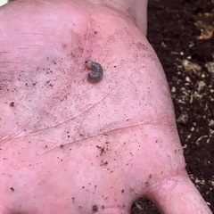 メタリフェルホソアカクワガタ 幼虫 雌雄判別不明   の画像