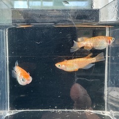 メダカ【ヒミツヘイキ】成魚　３匹(オス１メス２)の画像