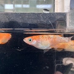 メダカ【ヒミツヘイキ】成魚　３匹(オス１メス２)の画像