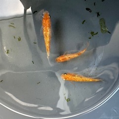 メダカ【ヒミツヘイキ】成魚　３匹(オス１メス２)の画像