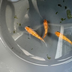 メダカ【ヒミツヘイキ】成魚　３匹(オス１メス２)の画像