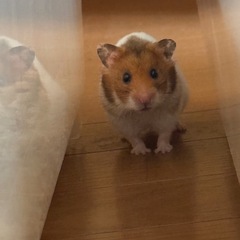メル友募集