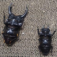オオクワガタ　マツノ久留米　ペア③の画像