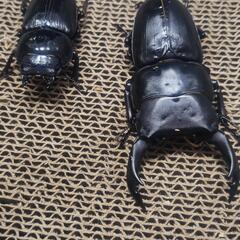 オオクワガタ　マツノ久留米　ペア③の画像
