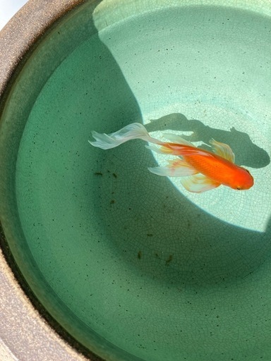 信楽焼15号睡蓮鉢　使用品　新品価格は17800円 メダカ　金魚鉢に　激安