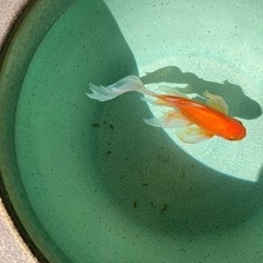 信楽焼15号睡蓮鉢　使用品　新品価格は17800円 メダカ　金魚鉢に　激安の画像