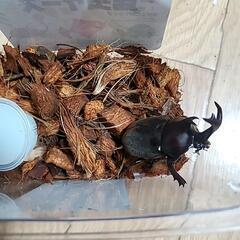 カブトムシペアの画像