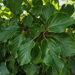 マタタビの剪定枝(だと思う…)の画像