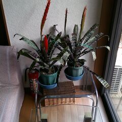 トラフアナナス　観葉植物の画像