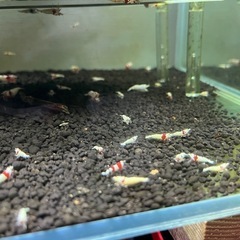 レッドビーシュリンプ　モスラ　黒ビー等　