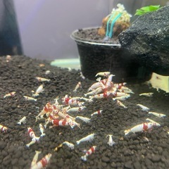 レッドビーシュリンプ　日の丸　　モスラ