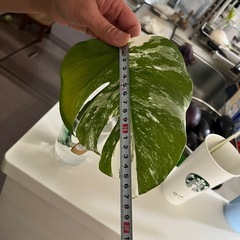 モンステラ　斑入りの画像