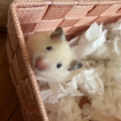 ハムスターの赤ちゃん（サテンキンクマ）