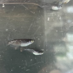 取り引き中　　　　　 🌸オランジェ幼魚5匹セット🌸の画像