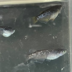 取り引き中　　　　　 🌸オランジェ幼魚5匹セット🌸の画像