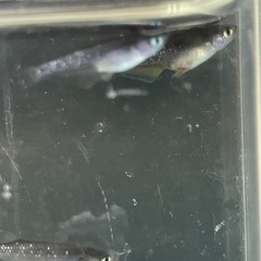 取り引き中　　　　　 🌸オランジェ幼魚5匹セット🌸の画像