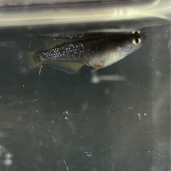 取り引き中　　　　　 🌸オランジェ幼魚5匹セット🌸の画像