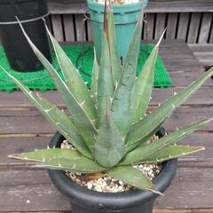 アガベ・パープソラム　大株の画像