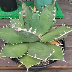 アガベ・チタノタ・南覇王　大株の画像