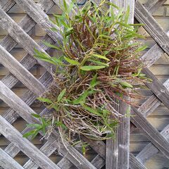 和製ラン　　観葉植物の画像