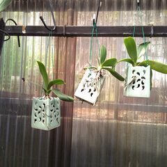 和製ラン　　観葉植物の画像