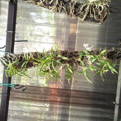 和製ラン　　観葉植物の画像