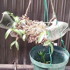 和製ラン　　観葉植物の画像