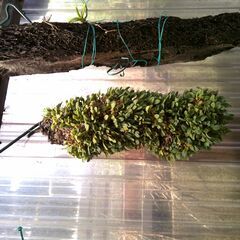 和製ラン　　観葉植物の画像