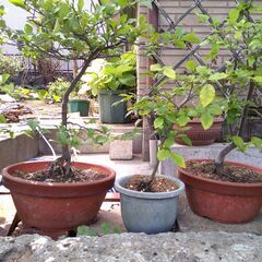 盆栽苗　　観葉植物の画像