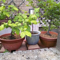 盆栽苗　　観葉植物の画像