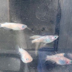 ホワイトサファイア　メダカ　めだかの画像