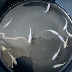 ホワイトサファイア　メダカ　めだかの画像