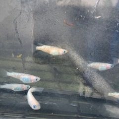 ホワイトサファイア　メダカ　めだかの画像