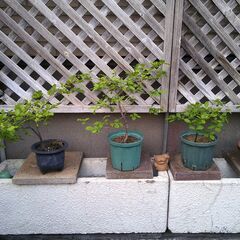 盆栽苗　　観葉植物の画像