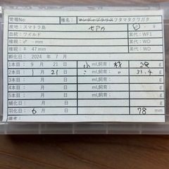 【成虫】 セアカフタマタカワガタ 78mm ペアの画像