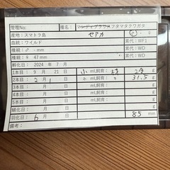 【成虫】 セアカフタマタカワガタ 85mmペアの画像
