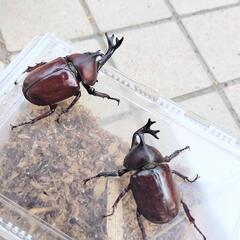売れました　国産カブトムシ　弥栄産　レッドアイ　レッドボディ　オス２匹　昆虫　ペットの画像